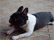 Hugas Dora Bulls Aramis3